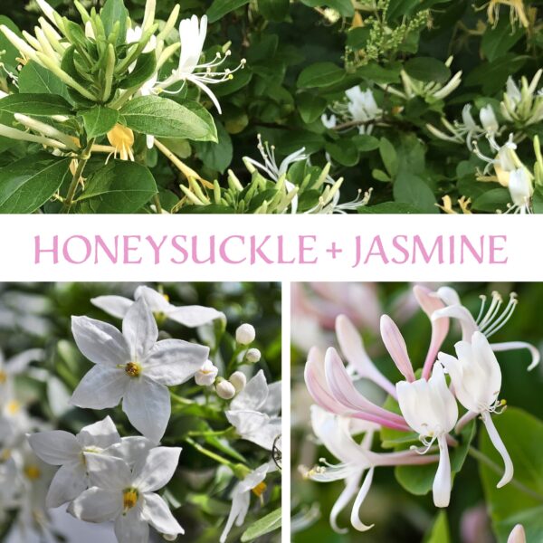 Honeysuckle + Jasmine