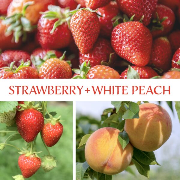Strawberry + White Peach