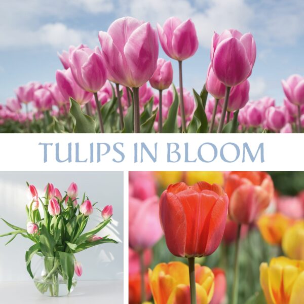 Tulips in Bloom